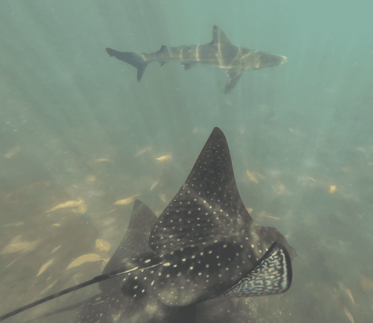 Underwater shot of two eagle rays swimming next to a whitetip shark.
